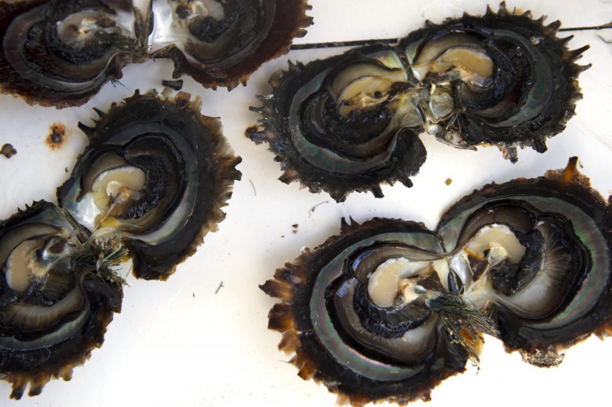Collins Tahitian Black Pearls